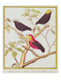 Buy Manakins at AllPosters.com