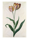 Buy Tulip Tulip at AllPosters.com