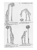 Les Pourquoi De Monsieur Toto', Caricature of Darwin's Theory of Evolution, C.1900