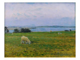 Sheep Grazing, Osterby, Skagen