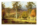 Natives in the Eucalypt Forest on Mills Plains, Patterdale Farm