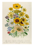 Buy Daisies, Plate 31 from 'The Ladies' Flower Garden', Published 1842 at AllPosters.com