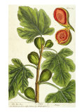 Buy The Fig Tree, Plate 125 from 'A Curious Herbal', published 1782 at AllPosters.com