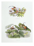 Buy Little Birdie Teased, Illustrations from 'In Fairyland: A Series of Pictures from the Elf-World' at AllPosters.com