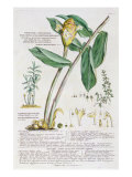 Buy Zingiber latifolium and Amomum, 1754 at AllPosters.com