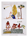 Buy Getting Water and Watering Vegetables, from Rare Record of Frescoes from Thebes, recorded 1819-1822 at AllPosters.com
