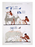 Buy Veterinary Work, from a Rare Record of Frescoes from Thebes, recorded 1819-1822 at AllPosters.com