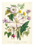 Buy Devil's Trumpet, Plate 46 from 'The Ladies' Flower Garden', Published 1842 at AllPosters.com