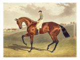 Buy Bay Middleton, winner of the Derby in 1836, after John Frederick Herring at AllPosters.com