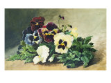 Buy Winter Pansies, 1884 at AllPosters.com