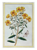 Buy Evening Primrose, Plate 73 from 'Collection Precieuse et Enluminee' at AllPosters.com