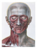 Buy Musculature of Face, Plate from 'Traite Complet de l'Anatomie de l'Homme' at AllPosters.com