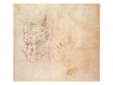 Torso Study