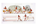 Buy Fruit Picking, from a Rare Record of Frescoes from Thebes, recorded 1819-1822 at AllPosters.com