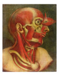 Musculature of the Face and Neck, from 