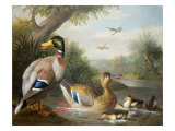 Ducks in a River Landscape