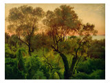 Slope with Olive Trees