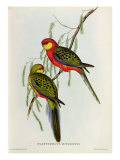 Buy Platycercus Icterotis at AllPosters.com