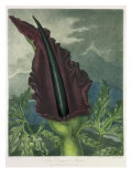 Buy The Dragon Arum, engraved by Ward, from 'The Temple of Flora' by Robert Thornton, pub. 1801 at AllPosters.com