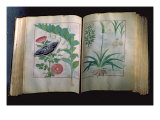 Buy Two Pages Depicting Rose and Garlic, from 'The Book of Simple Medicines' by Mattheus Platearius at AllPosters.com