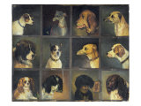 Buy Twelve Favourite Dogs, 1883 at AllPosters.com