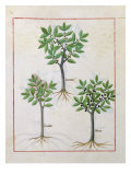 Illustration from the 'Book of Simple Medicines' by Mattheaus Platearius