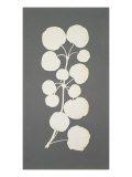 Buy Cayenne Pepper at AllPosters.com
