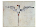 Buy Tropic Bird at AllPosters.com