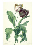 Buy Garden Tulip, from 'Opera Botanica', Engraved by Le Grand, Published 1760s at AllPosters.com