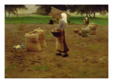 Buy Harvesting Potatoes at AllPosters.com