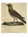 Lark with a Black Collar