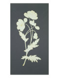 Buy Flower at AllPosters.com