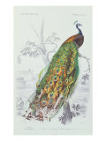 The Peacock, Illustration from 'Dictionnaire Universel d'Histoire Naturelle' by Charles d'Orbigny, 