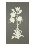 Buy Flower at AllPosters.com