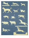 Buy Animals at AllPosters.com