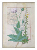 Poppy and Figwort, Illustration from 'The Book of Simple Medicines' by Mattheaus Platearius