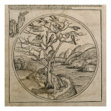 God the Father Creating the Birds and the Fishes, Illustration from the 'Liber Chronicarum'