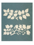 Buy A Rose Branch and Jasmin Branch at AllPosters.com
