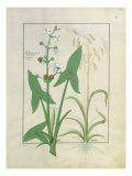 Illustration from the 'Book of Simple Medicines' by Mattheaus Platearius