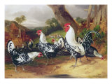 Cockerels in a Landscape