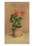 Buy Geraniums in a Pot, c.1905 at AllPosters.com