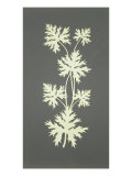 Buy Leaves at AllPosters.com