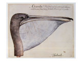 Buy Head of a Brown Pelican at AllPosters.com