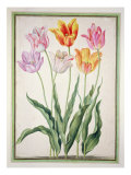 Buy Tulips, from the 'Nassau Florilegium' at AllPosters.com