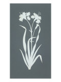 Buy Carnation at AllPosters.com