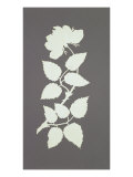 Buy Rose at AllPosters.com