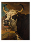 Head of Cow