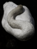 A Sleeping Swan