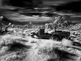 Old Car in Trees, Joshua Tree National Park, California