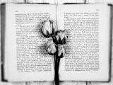 Dried Roses on Old Book